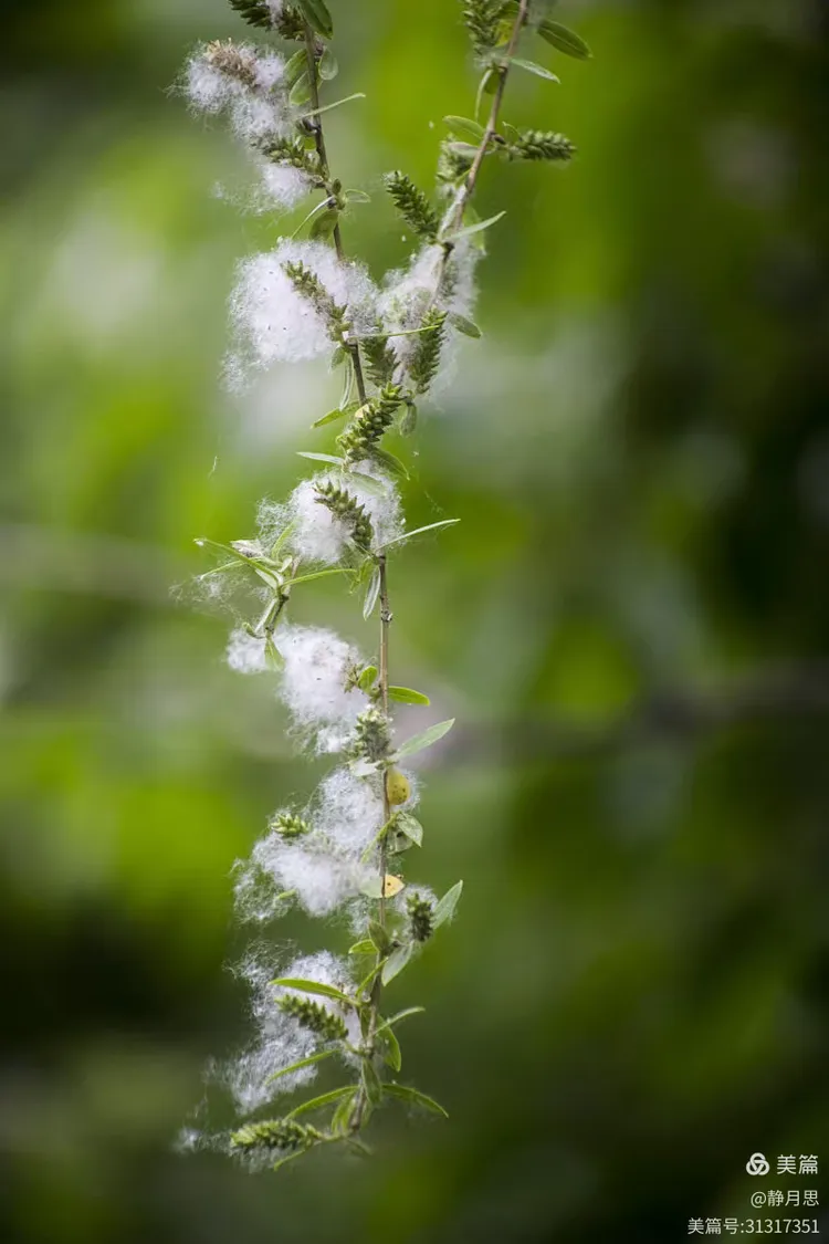 静月思诗词之青城九友同赋《鹧鸪天•杨花》